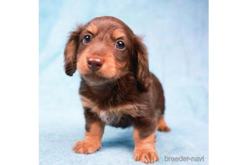 成約済の東京都のミニチュアダックスフンド(ロングヘアード)-194355の4枚目
